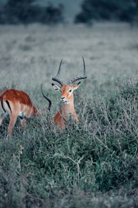 Deer in a field