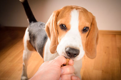 Close-up of hand holding dog