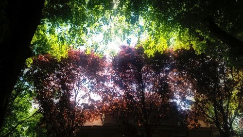 Trees growing in sunlight