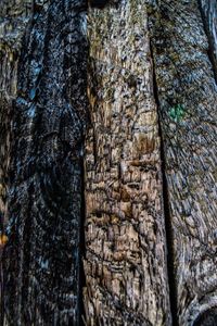 Close-up of tree trunk in forest