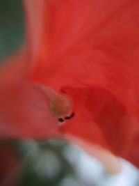 Close-up of red rose flower