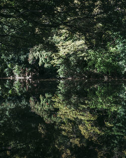 Full frame shot of trees by lake in forest