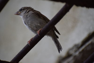 Low angle view of bird perching on branch