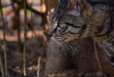 Close-up of cat