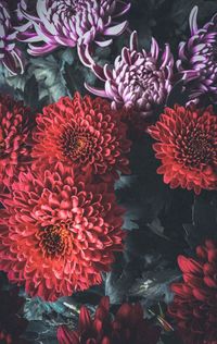 High angle view of pink flowering plant