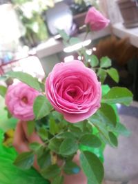 Close-up of pink roses blooming outdoors