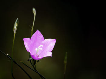 Close-up of pink flower blooming outdoors