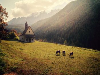 Cows on landscape against mountains