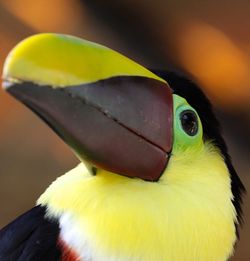 Close-up of a bird