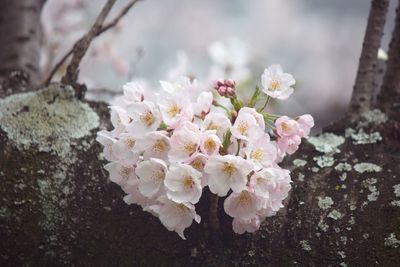 Close-up of white cherry blossom tree