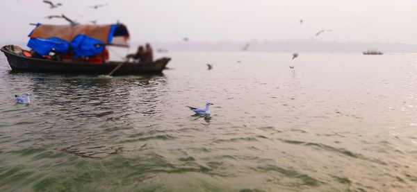 High angle view of seagulls on sea
