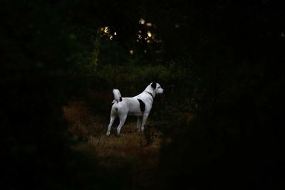 Dogs running on field