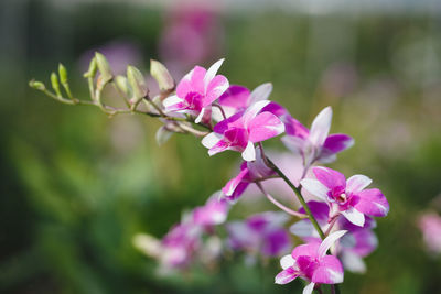 Close-up of pink flowers against blurred background