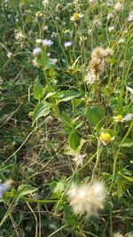 Close-up of rabbit on field