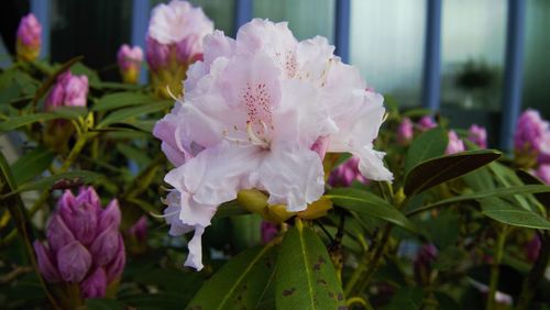Close-up of pink flowering plant