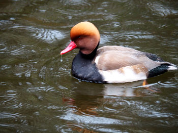 Close-up of swan swimming in lake