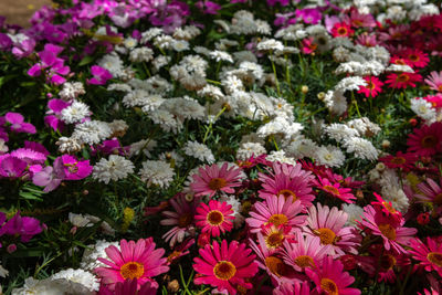 Beautiful full bloom of pink purple white chrysanthemum on green background in springtime sunny day.