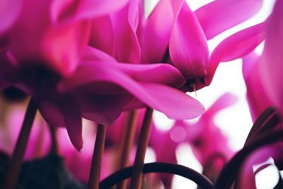 Close-up of pink flower