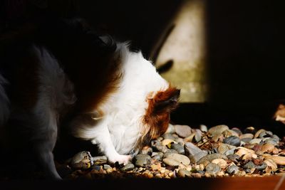 Close-up of cat eating food