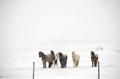 View of sheep on snow covered land