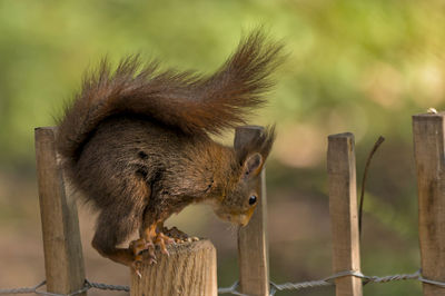 Close-up of squirrel on wooden post