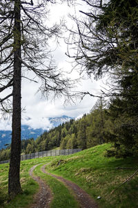 Trees on field against sky