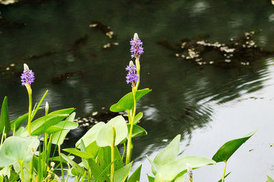 Close-up of water lily blooming in lake