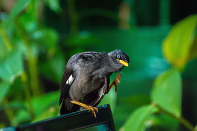 Close-up of bird perching outdoors