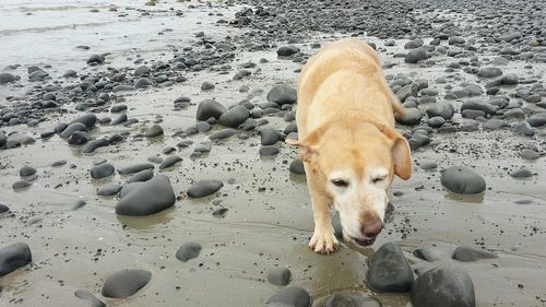 Dog on beach