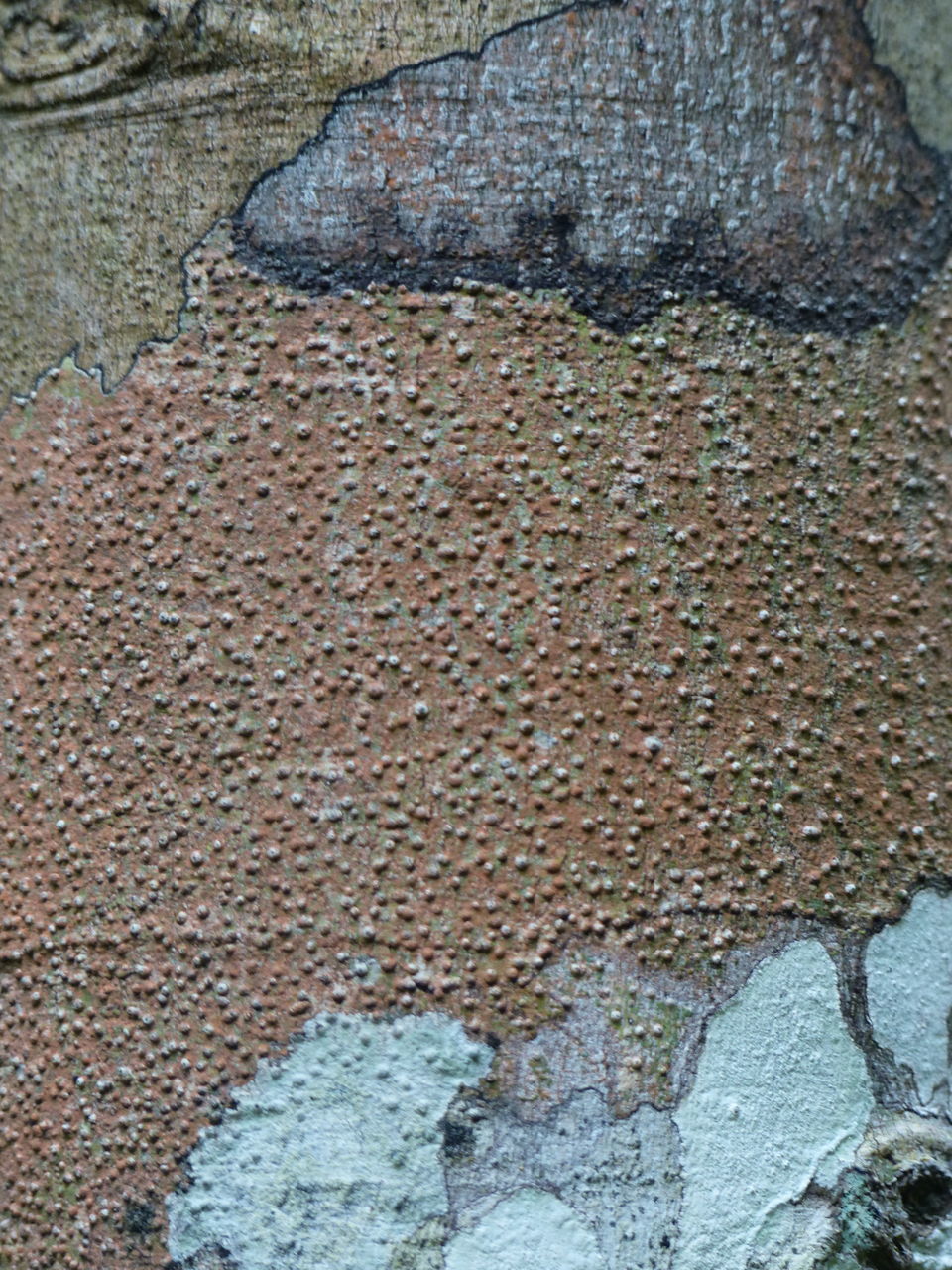 CLOSE-UP OF PEELED WALL