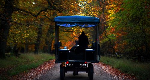 Rear view of silhouette person sitting in horse cart at park during autumn