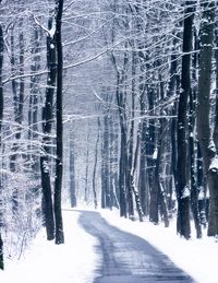 Snow covered land and trees in forest