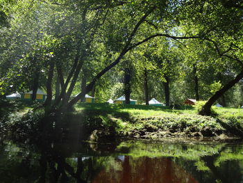 Trees by lake in forest