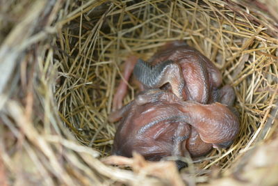 Close-up of bird in nest