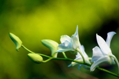 Close-up of white flowers