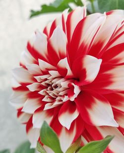 Close-up of red dahlia