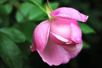 Close-up of pink rose