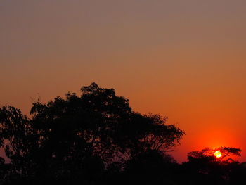 Low angle view of silhouette trees against orange sky