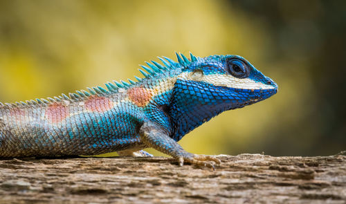 Close-up of lizard