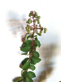 Close-up of fresh green plant