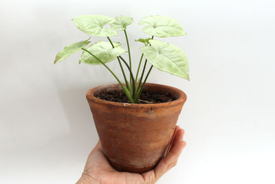 Close-up of hand holding potted plant against white background