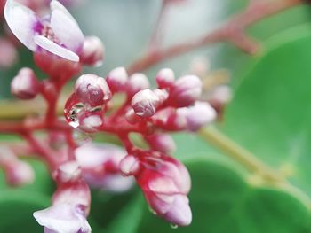 Close-up of wet pink flowering plant