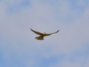 Low angle view of buzzard flying against sky