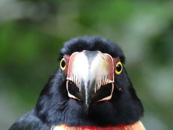 Close-up portrait of bird