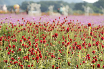 Close-up of fresh red flowers in field