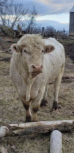 Cow standing in a field