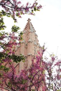 Low angle view of pink flowers blooming against sky