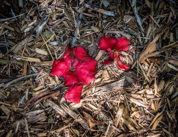 High angle view of red flowering plant on field