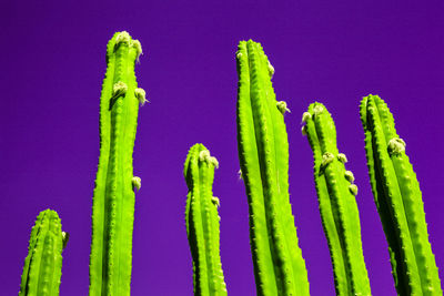 Close-up of succulent plant against blue background