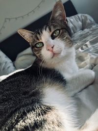 Close-up portrait of a cat